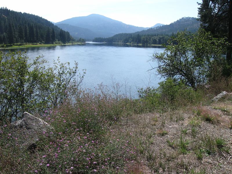 The Pend Oreille River on a summer day, with wildflowers in the foreground and mountains beyond
